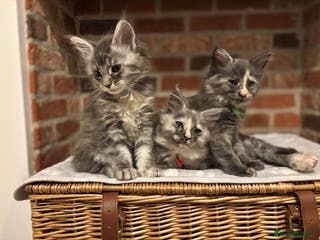 Maine Coon cats TICA Maine Coon Kittens - Advert 7