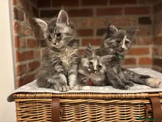 Maine Coon cats TICA Maine Coon Kittens - Advert 5