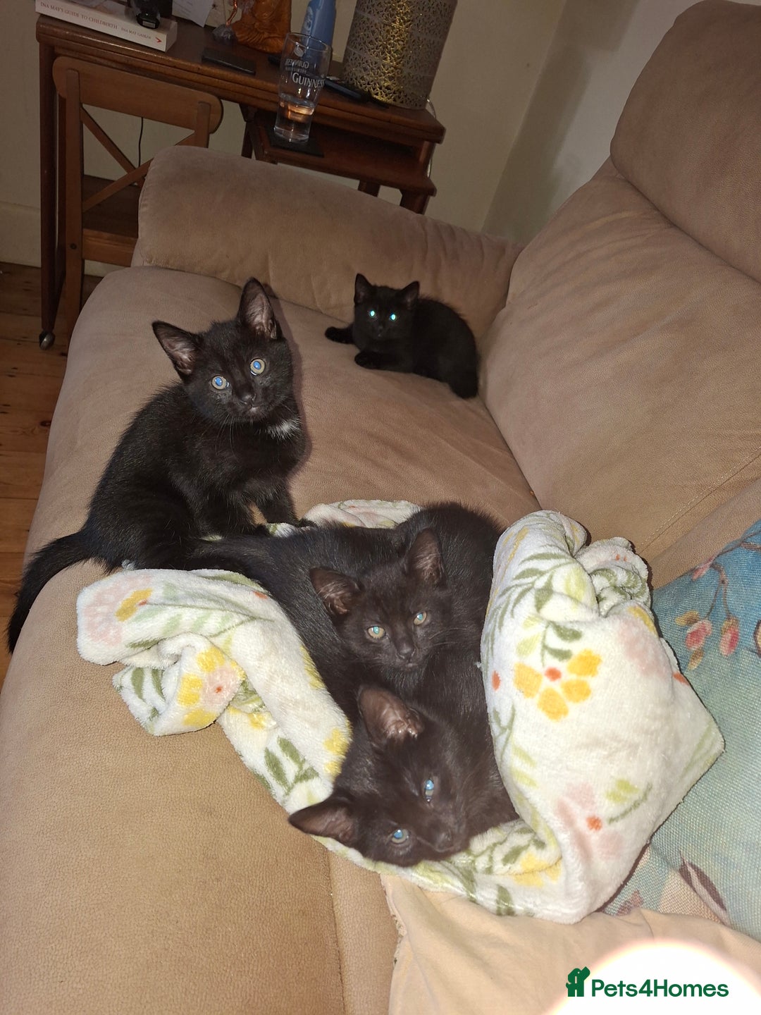 Mixed Breed cats for sale: 5 beautiful kittens looking for their forever home - Image 2