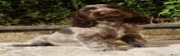 Cocker Spaniel dogs for sale: Extensively Health tested Parents & UNIQUE colours - Advert 10