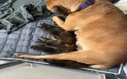 Mixed Breed dogs for sale: Rottweiler x Belgian malinoise  - Image 8