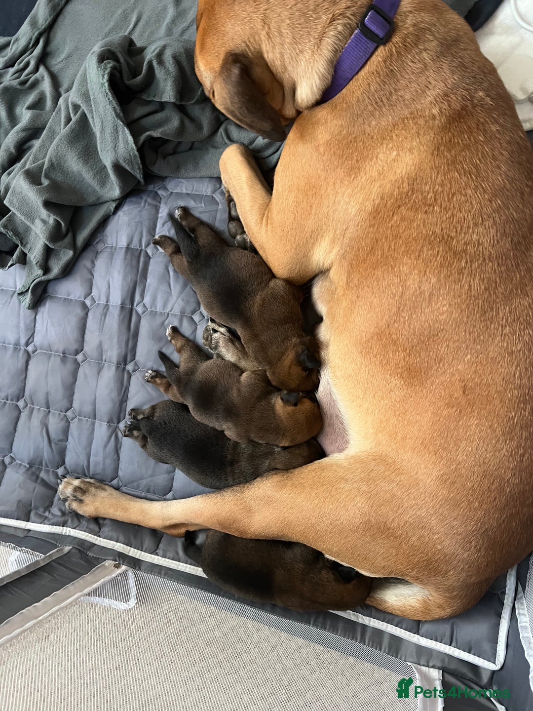 Mixed Breed dogs for sale: Rottweiler x Belgian malinoise  - Image 8