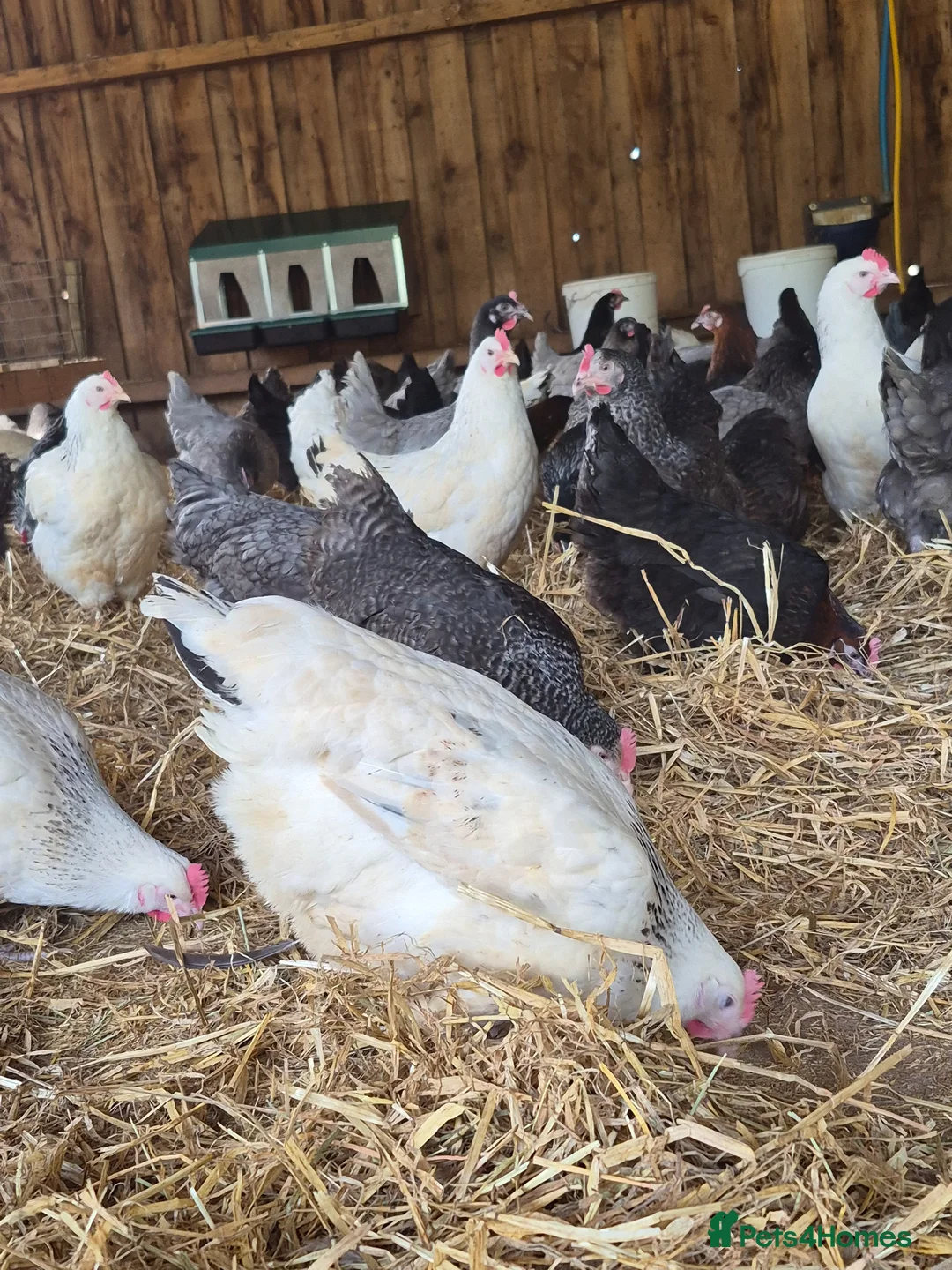 Chickens poultry for sale: Hybrid POL hens - Advert 10