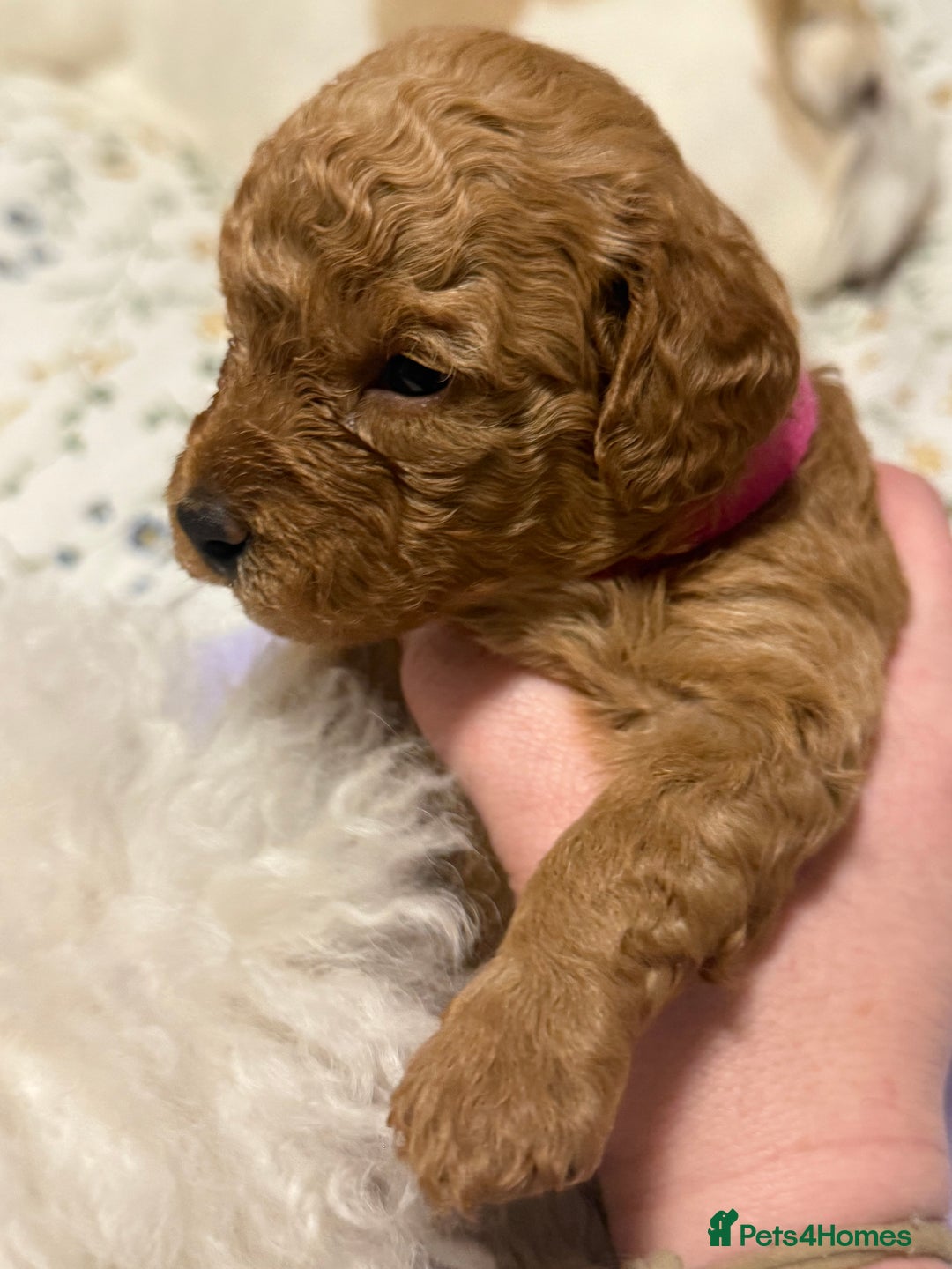 Cavapoo dogs for sale: 4 Beautiful f1b Cavapoo Puppies  - Advert 13