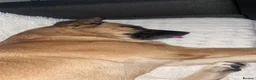 Mixed Breed dogs for sale: Mixed Breed - Advert 3