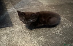 Egyptian Mau cats for sale: Smoke Egyptian MAU x Bengal spotted&marble kittens - Image 40