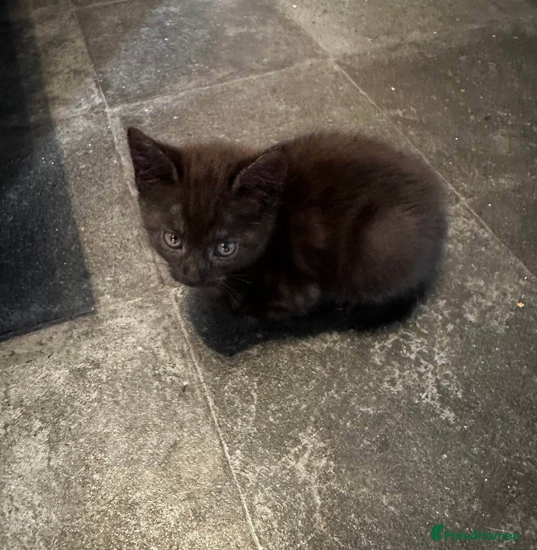 Egyptian Mau cats for sale: Smoke Egyptian MAU x Bengal spotted&marble kittens - Image 40