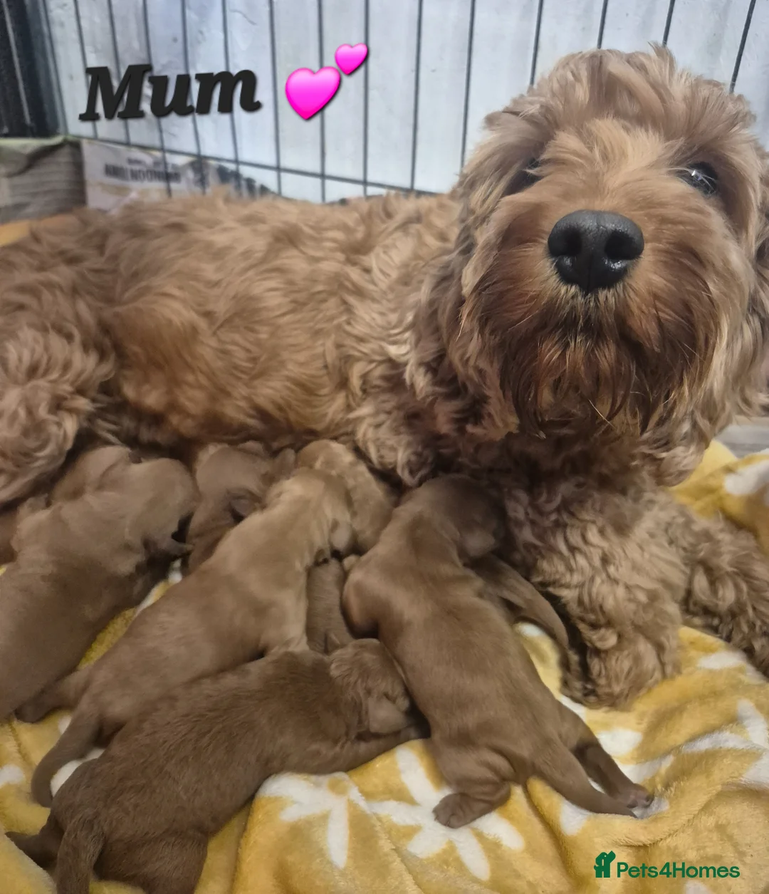Cavapoo dogs for sale: F1B CAVAPOO PUPPIES EXTENSIVELY DNA HEALTH TESTED  - Advert 2