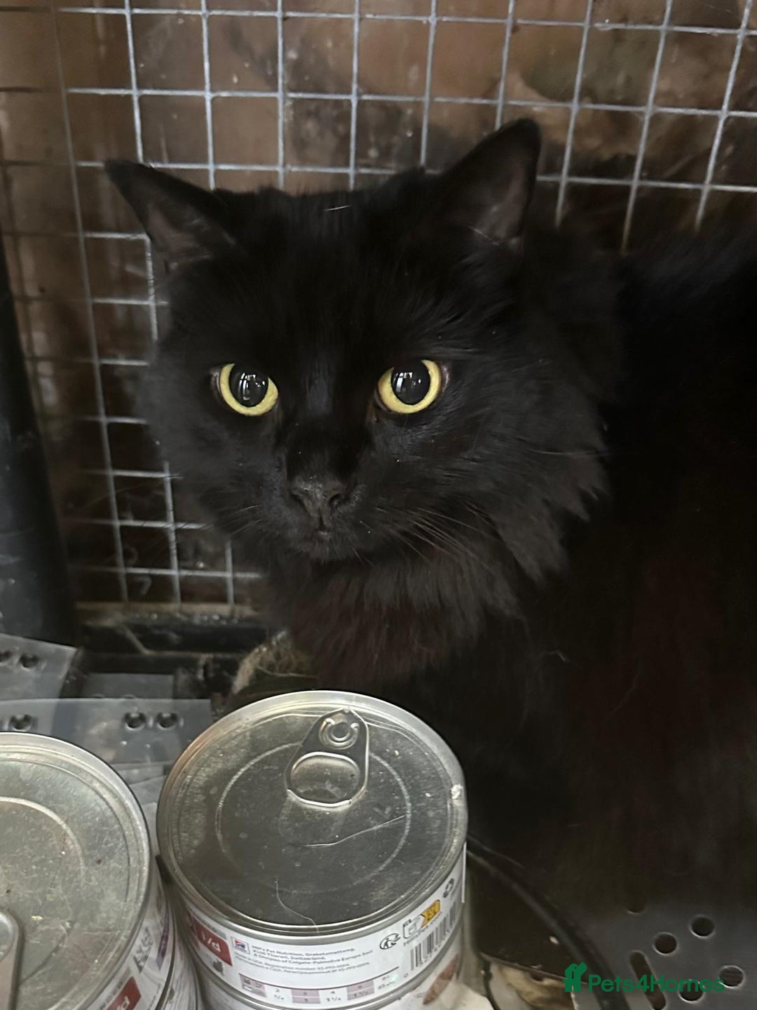 Mixed Breed cats for adoption: Kiki is 5 not 7 and the most gorgeous girl ever - Advert 1