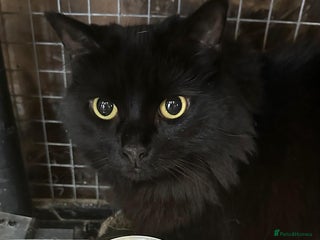 Mixed Breed cats - Advert 26