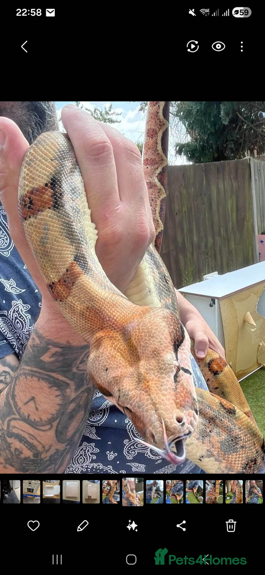 Boa Snake reptiles for sale: Adult Female Boa Constrictor salmon het hypo in Cambridge - Advert 1