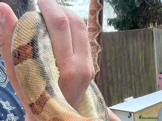 Boa Snake reptiles Adult Female Boa Constrictor salmon het hypo - Advert 1