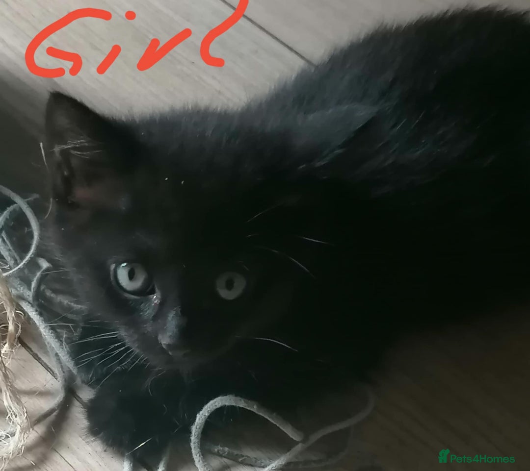Mixed Breed cats for sale: Kittens - Image 4