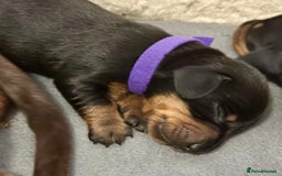 Miniature Dachshund dogs for sale: 🐾 Smooth Haired Dachshund Puppies 🐾 - Image 6