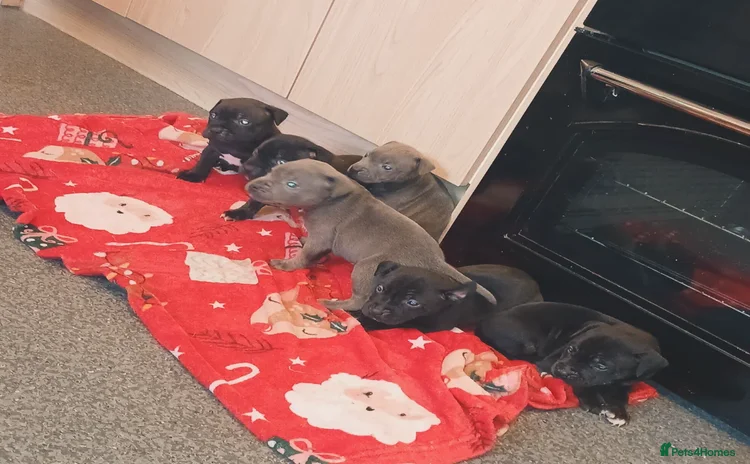 Staffordshire Bull Terrier dogs - Advert 4