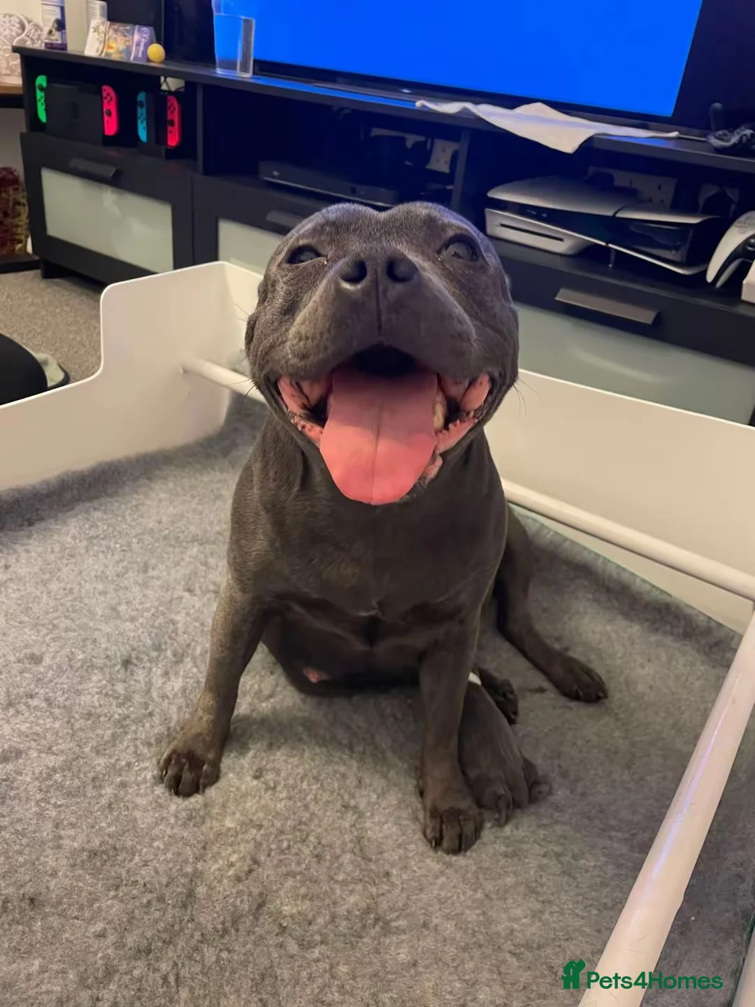 Staffordshire Bull Terrier dogs for sale: Amazing pups for sale  in Nuneaton - Advert 2