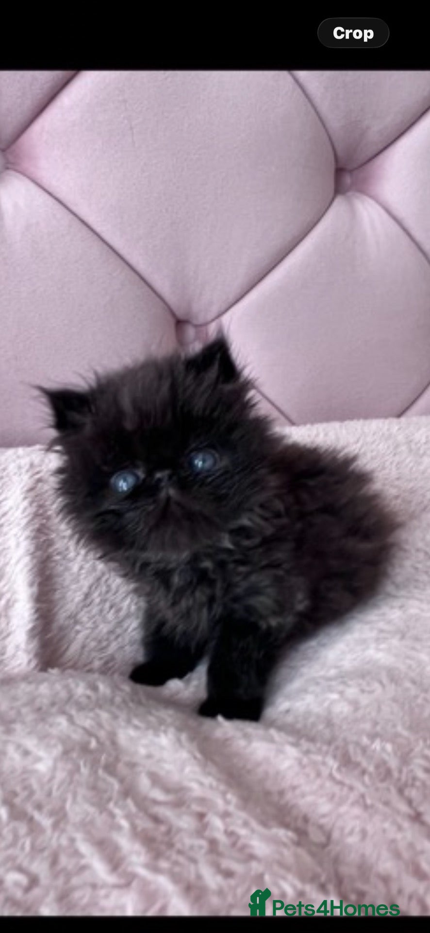 Persian cats Stunning colour point Persians - Advert 2