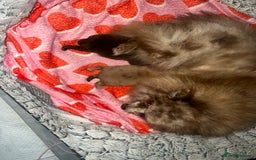 Pomeranian dogs for sale: Pomeranian puppy’s  - Image 3