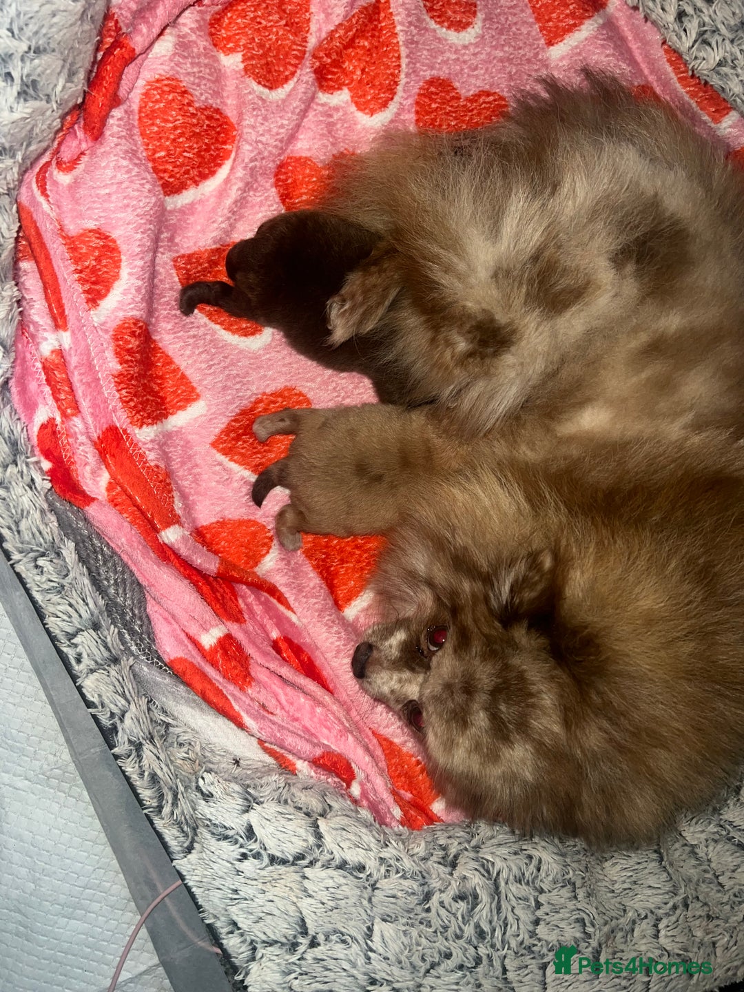 Pomeranian dogs for sale: Pomeranian puppy’s  - Image 3