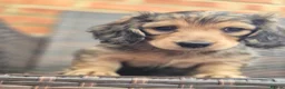 Miniature Dachshund dogs for sale: Miniature long haired Dachshund puppies - Advert 3