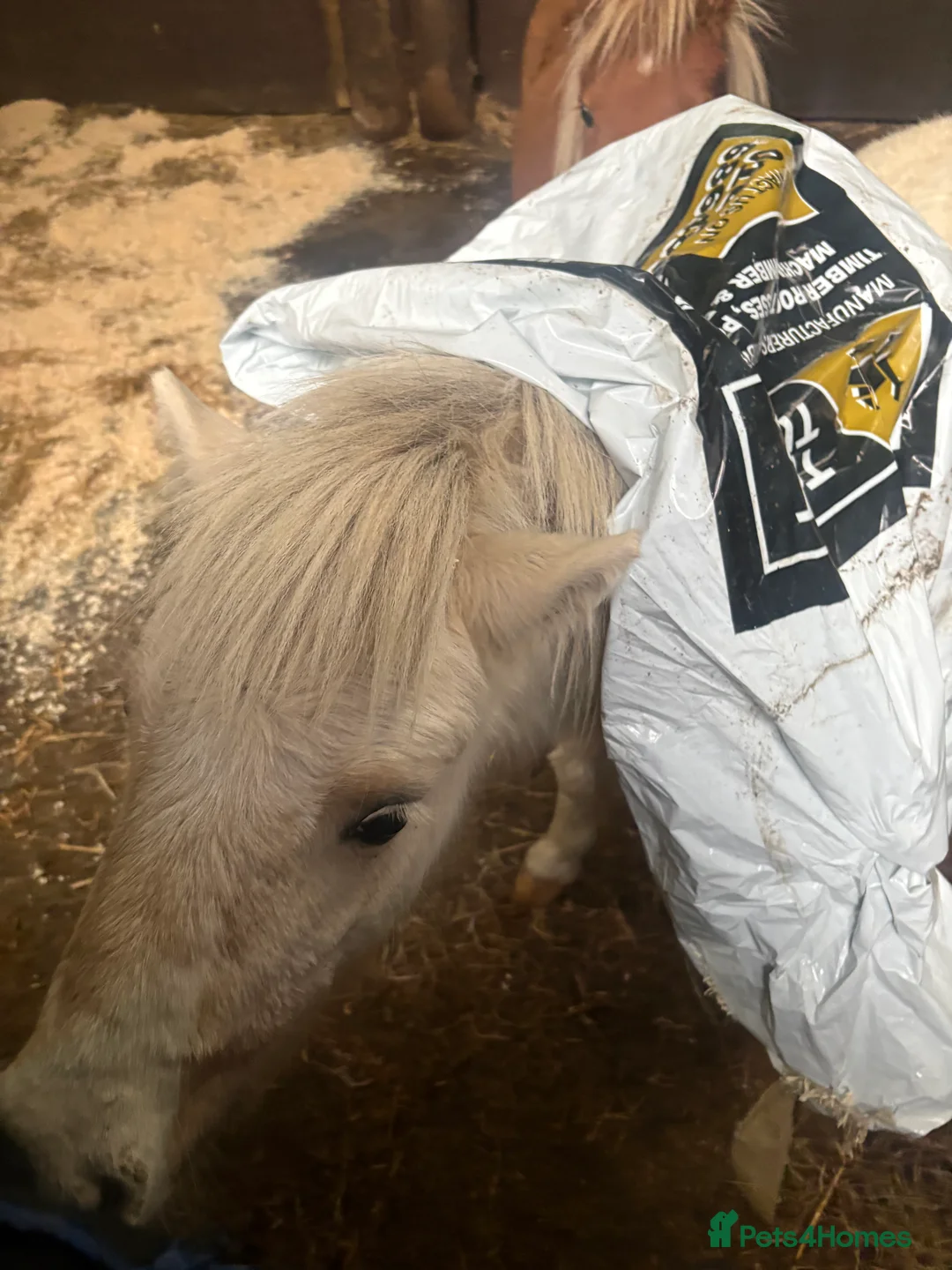 Miniature horses for sale: 2 Pali & white mini Shetlands  - Advert 8
