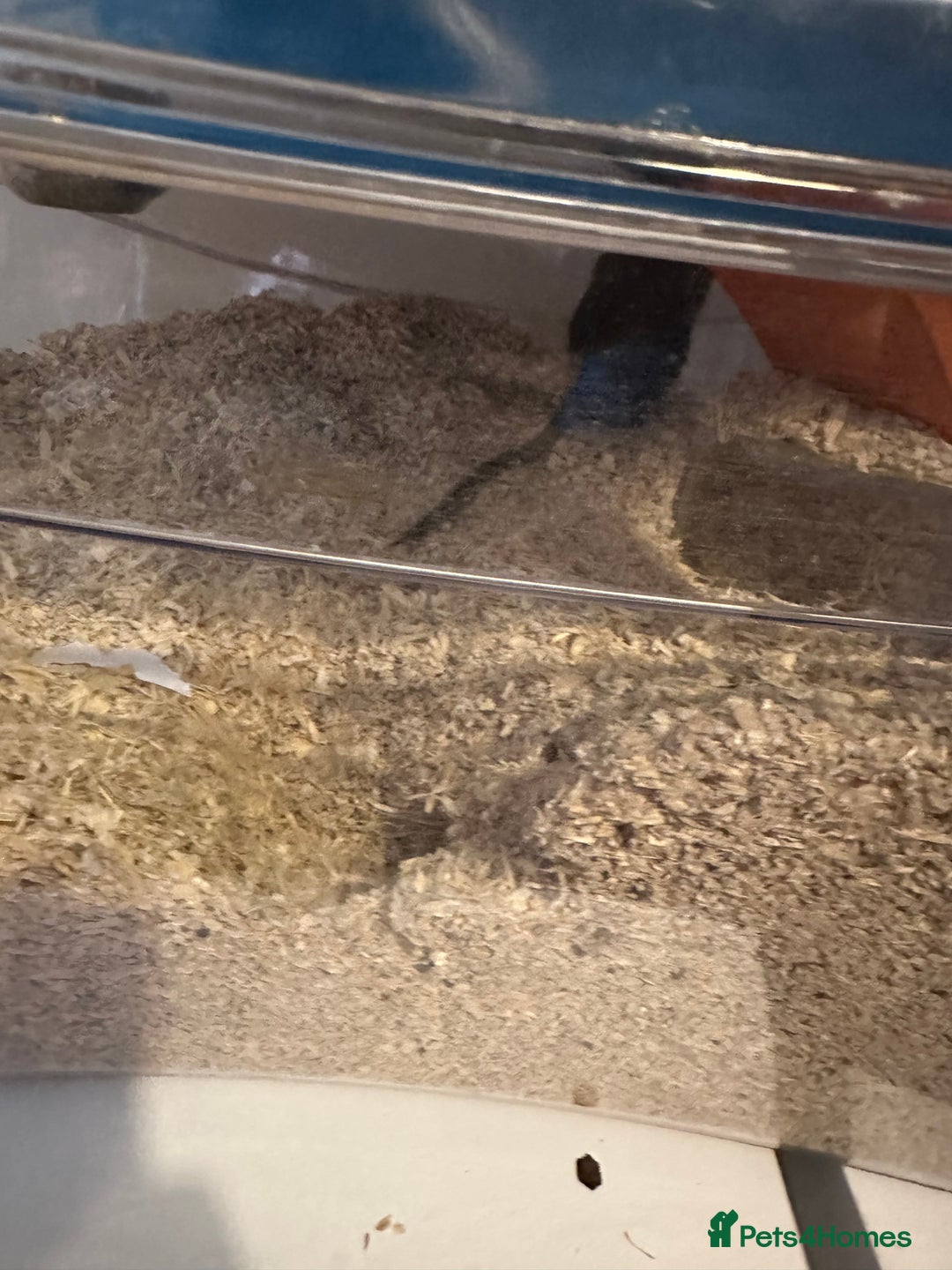 Gerbil rodents for sale: 2x FREE gerbils with cages - Image 6