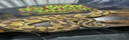 Python Snake reptiles for sale: Pastel enchi female  - Advert 2
