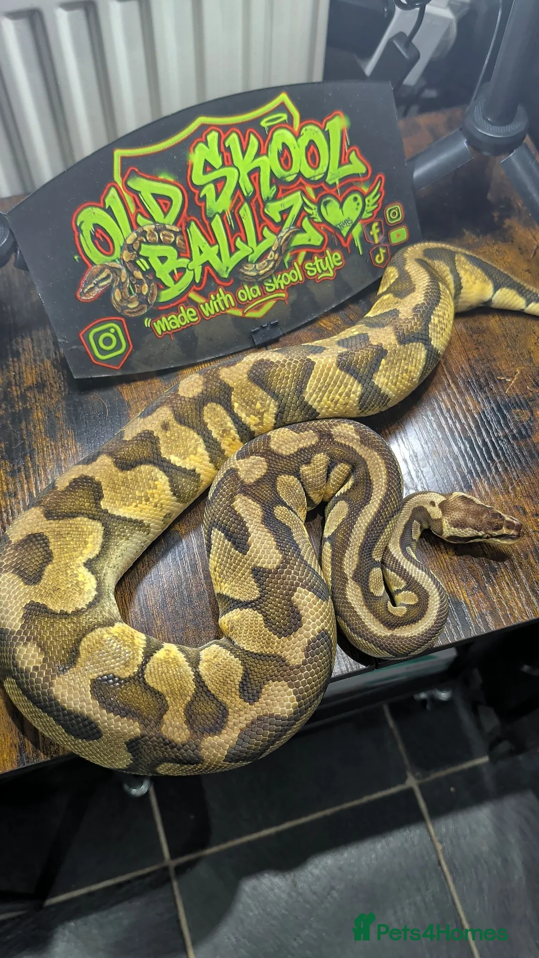 Python Snake reptiles for sale: Pastel enchi female  - Advert 2