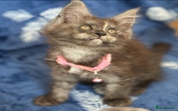 Maine Coon cats for sale: Pedigree MainCoon Kittens  - Image 19