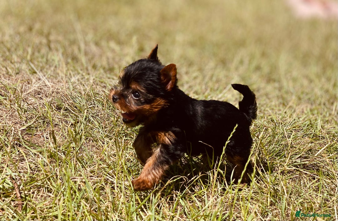 Yorkshire Terrier dogs for sale: QUALITY TRUE TEACUP YORKIES - Image 12