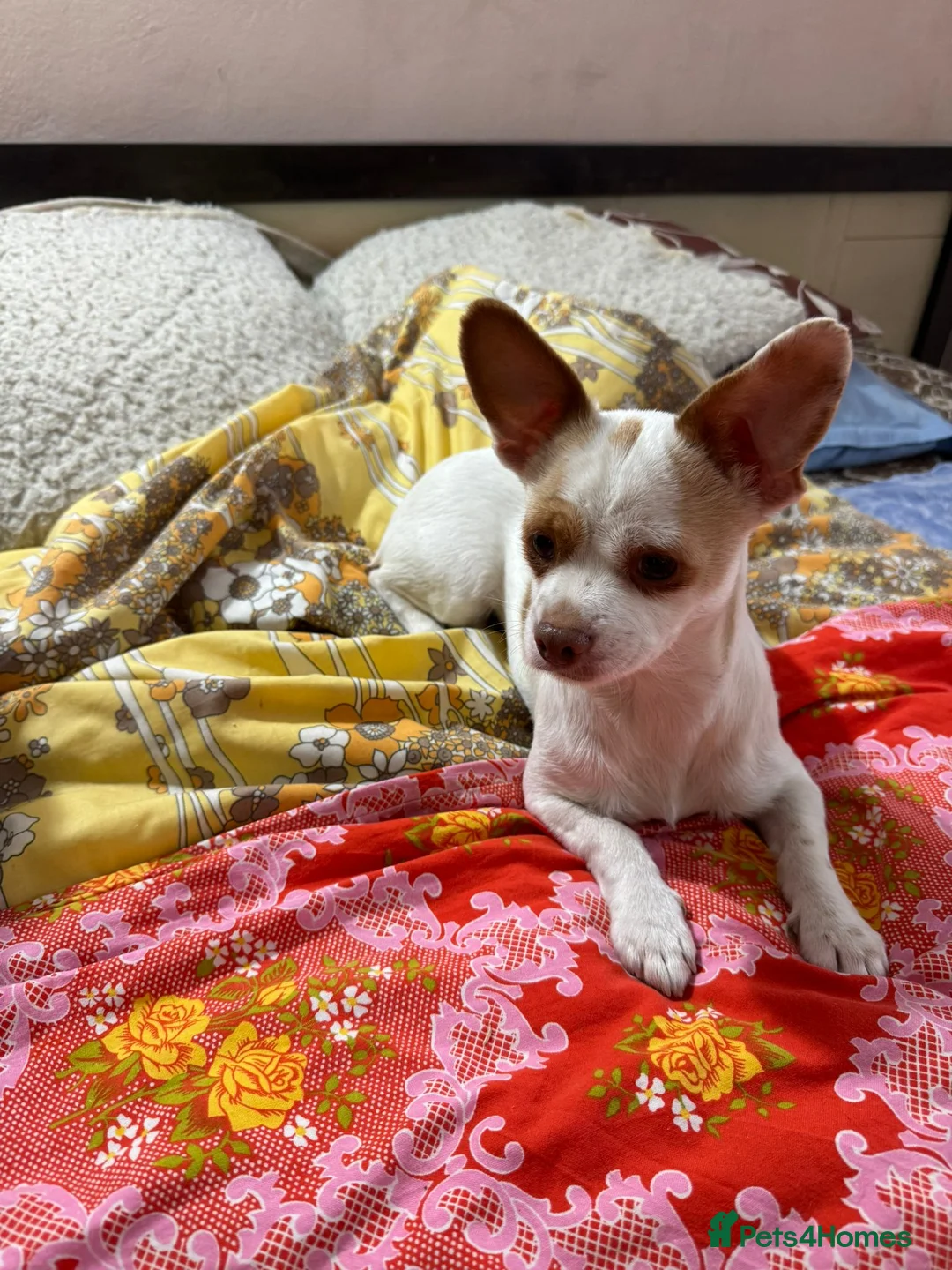 Mixed Breed dogs for adoption: 🐾🤍 ROXY – The Tiny Companion Left Behind 🤍🐾 - Advert 1