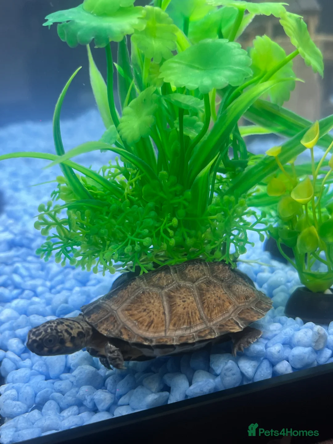 Terrapin reptiles for sale: Razor back musk turtle  - Advert 2