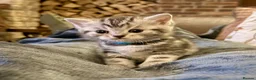 British Shorthair cats for sale: Stunning British Shorthair Kittens  - Advert 2