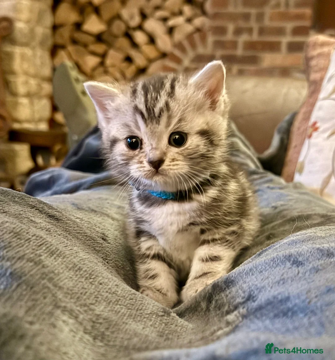 British Shorthair cats for sale: Stunning British Shorthair Kittens  - Advert 2