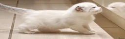 Ragdoll cats for sale: Most amazing ragdoll kitten - Advert 3
