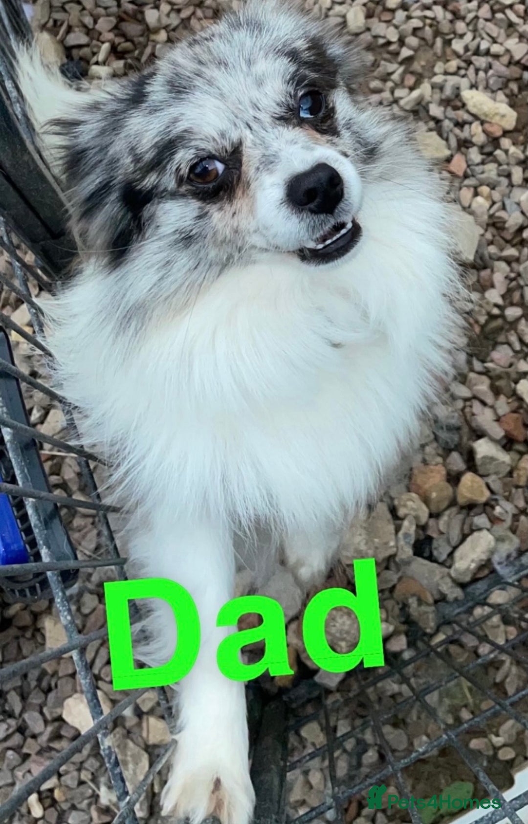 Mixed Breed dogs for sale: 3 CockerJack x Pomeranian Puppies - Advert 5