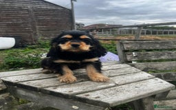 American Cocker Spaniel dogs for sale: American cocker spaniel puppies  - Image 7