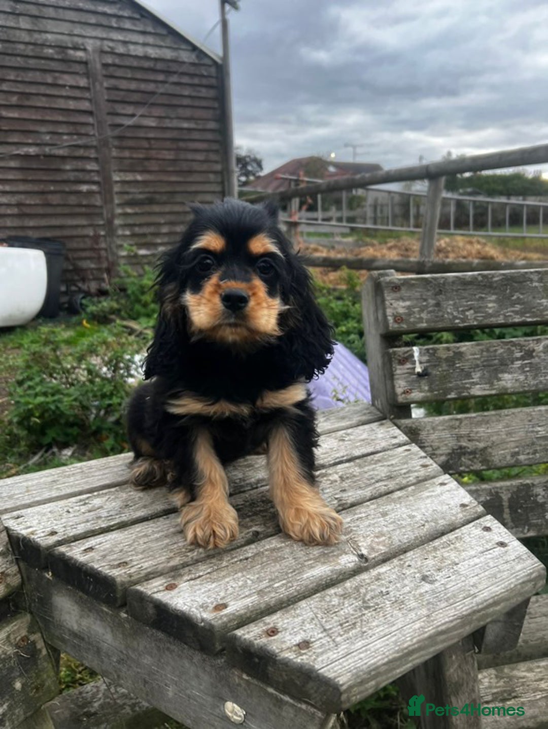 American Cocker Spaniel dogs for sale: American cocker spaniel puppies  - Image 7