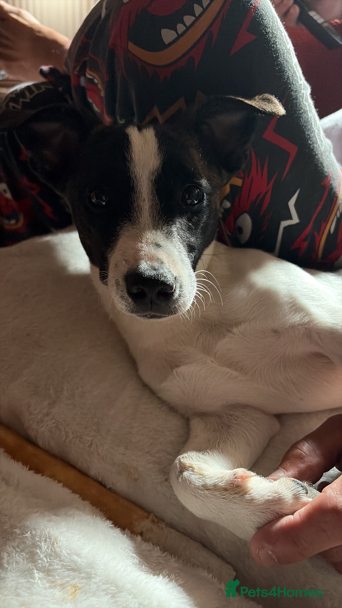 Jack Russell dogs Luna 6 months old - Advert 16