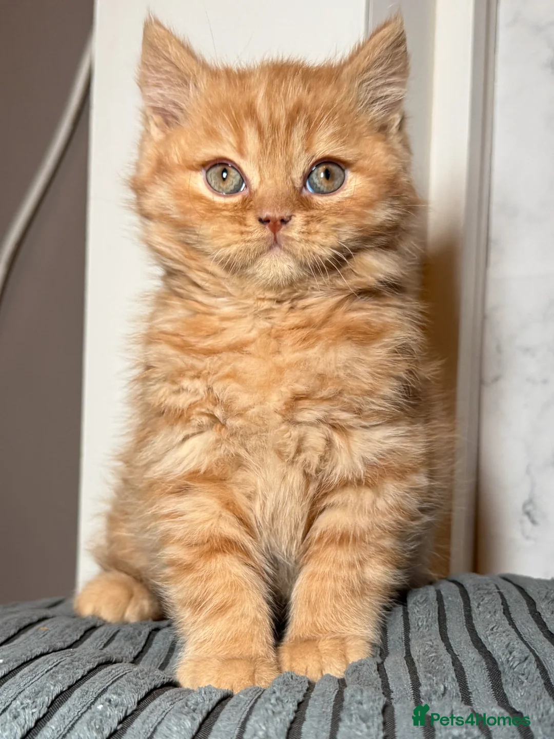 British Shorthair cats for sale: Cinnamon carrier Kittens  - Advert 2