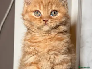 British Shorthair cats Cinnamon carrier Kittens - Advert 1