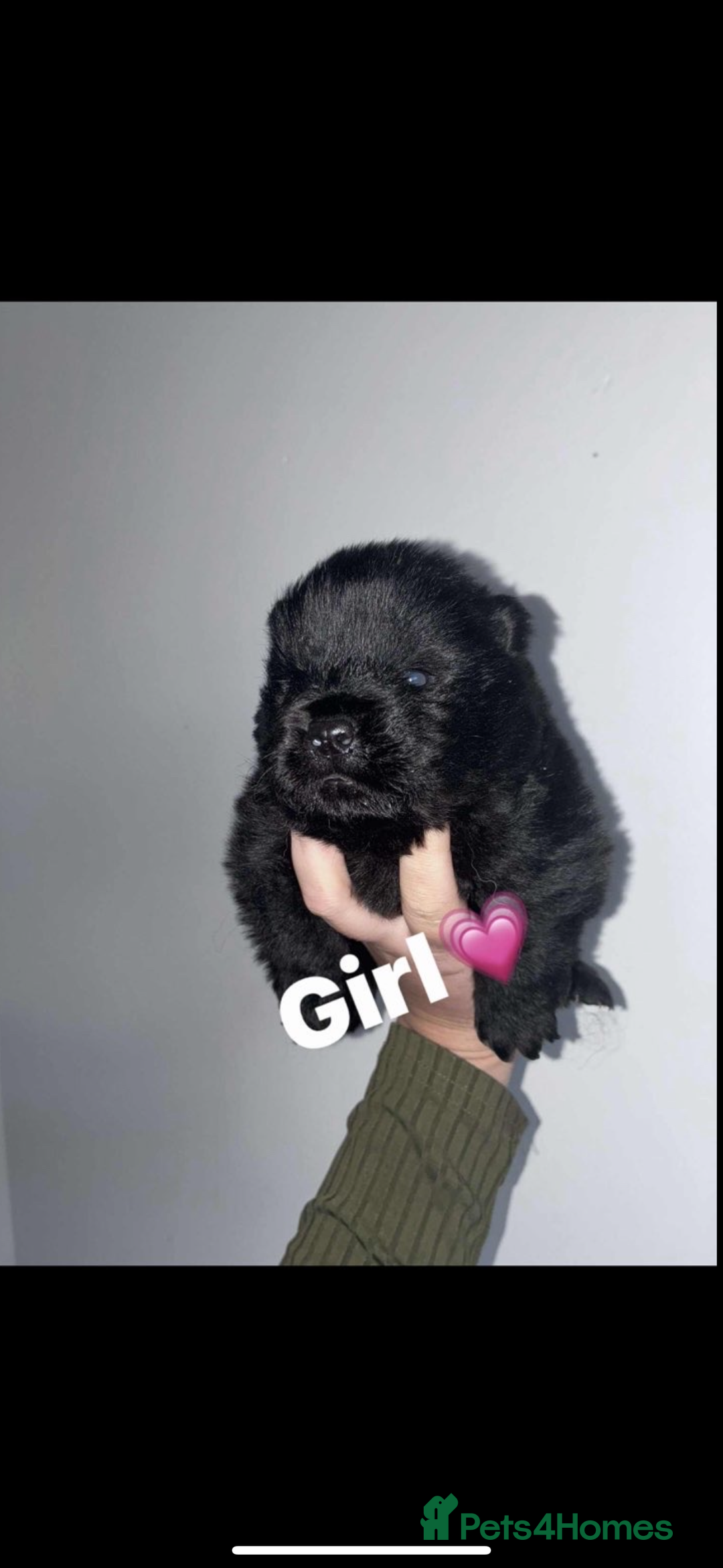 Chow Chow dogs for sale: Chow chow puppies - Advert 14