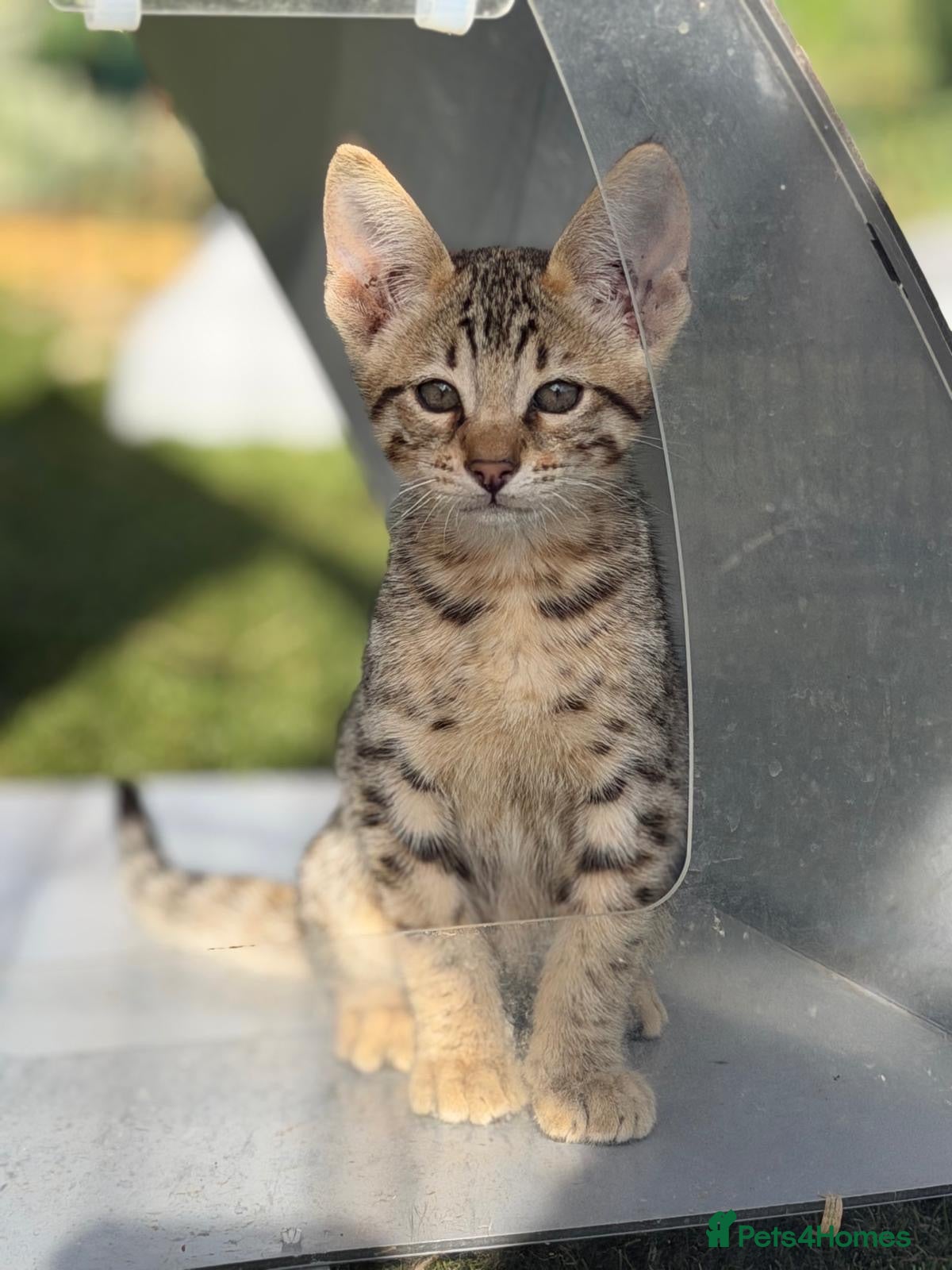 Savannah cats for sale: SBT SNOW & BST SAVANNAHS KITTENS - Advert 1