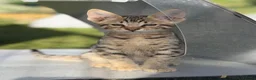 Savannah cats for sale: SBT SNOW & BST SAVANNAHS KITTENS - Advert 1