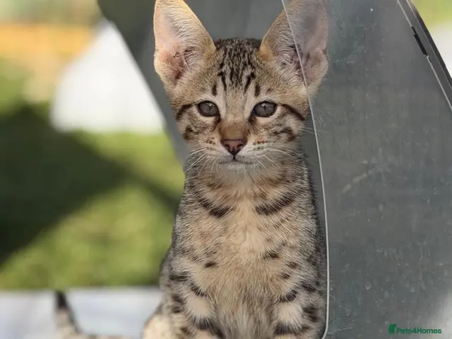 Savannah cats SBT SNOW & BST SAVANNAHS KITTENS - Advert 1