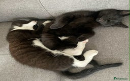 Mixed Breed cats for sale: 🐾 Sweet Cat Duo Looking for a Loving Home 🐾 - Image 11