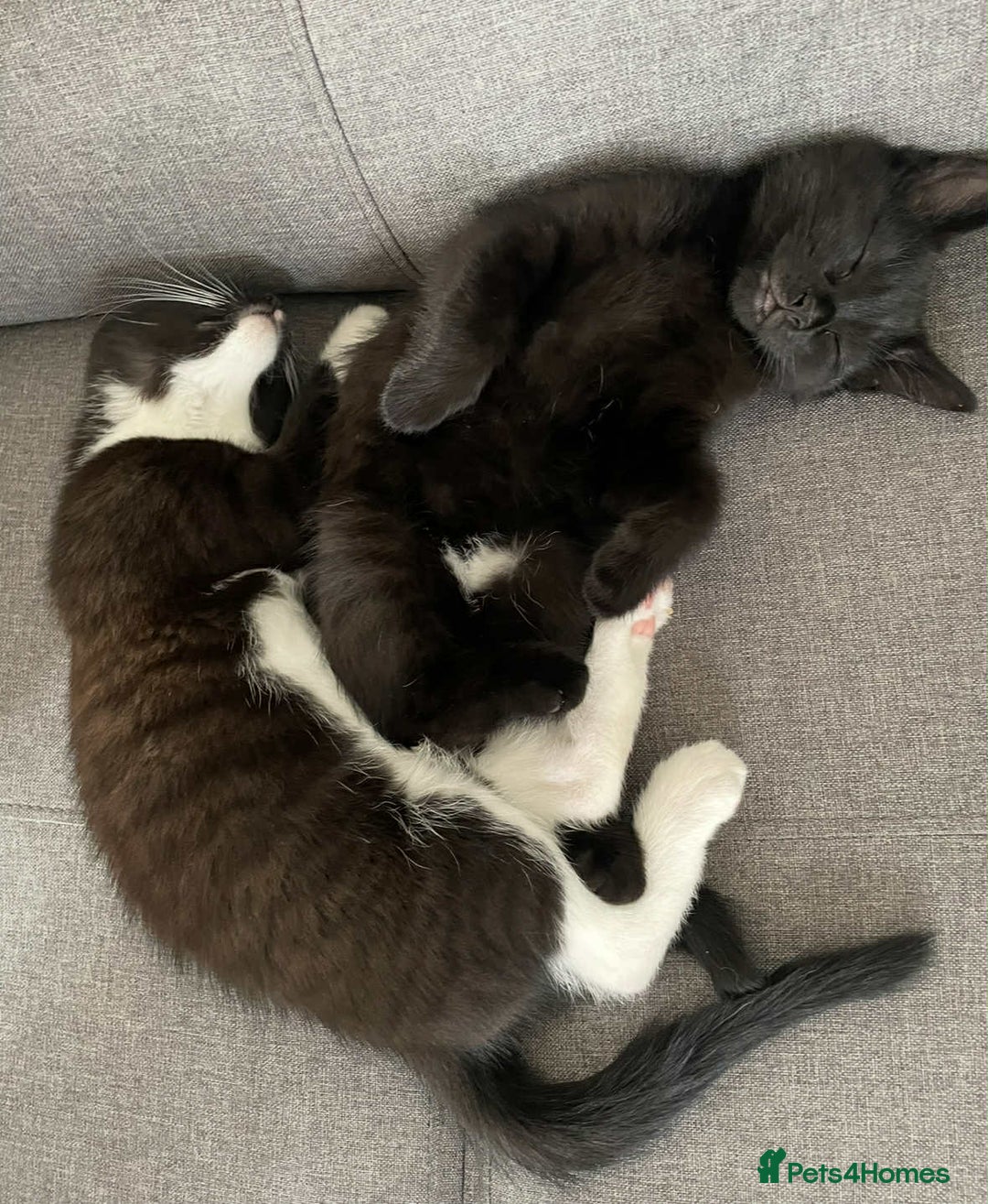 Mixed Breed cats for sale: 🐾 Sweet Cat Duo Looking for a Loving Home 🐾 - Image 11