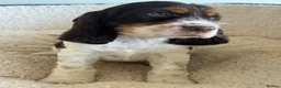 Cocker Spaniel dogs for sale: BEAURIUFL KC REG HEALTH TESTER COCKER SPANIELS  - Advert 31