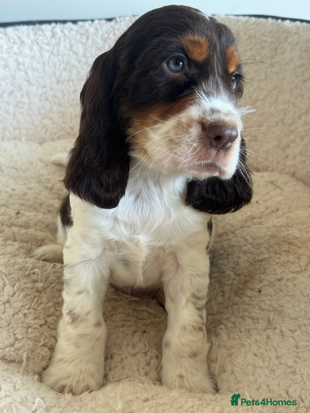 Cocker Spaniel dogs for sale: BEAURIUFL KC REG HEALTH TESTER COCKER SPANIELS  - Advert 31