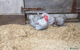 Chickens poultry for sale: Selection of stock cockerels good breeding stock - Image 7